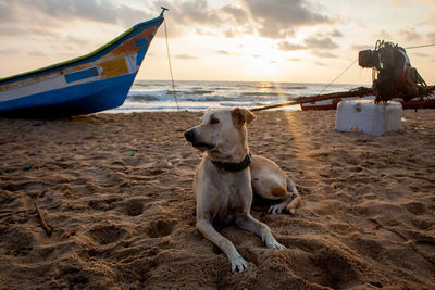 Dog on beach against sky during sunset