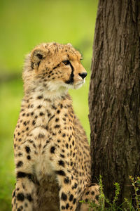 Close-up of cheetah cub sitting near tree