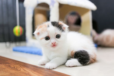 Portrait of kitten relaxing at home