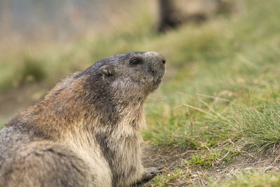 Close-up of an animal on field