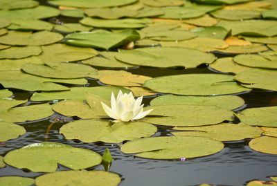 Lotus water lily in lake