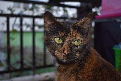 Close-up portrait of cat