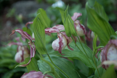 Close-up of wilted flower on plant