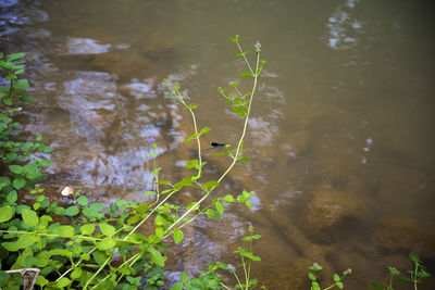 High angle view of plants in lake