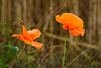 Close-up of red poppy flower