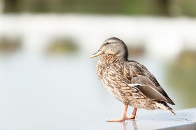 Close-up of bird