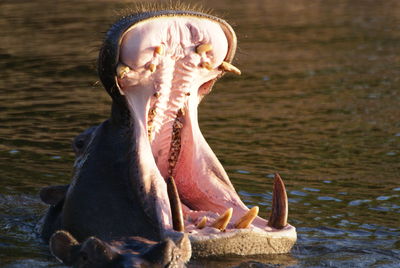 Young man eating horse in lake