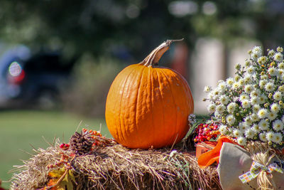 Close-up of pumpkin pumpkins during autumn