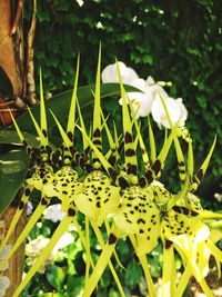 Close-up of flowers