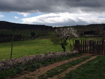 Scenic view of agricultural field against sky