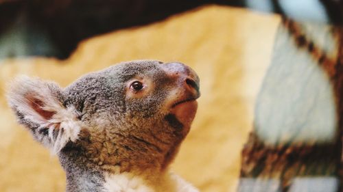 Close-up of a rabbit looking away