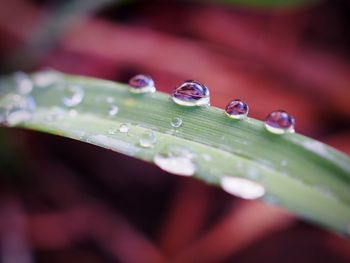 Close-up of water drops on leaf