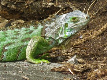 Close-up of lizard on rock