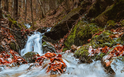 View of waterfall in forest