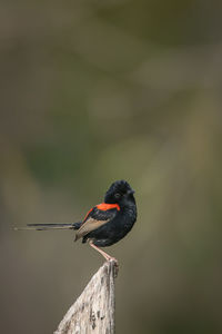 Close-up of bird perching on fencepost