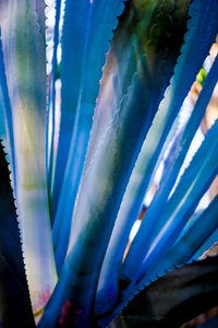 Close-up of multi colored leaves