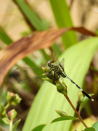 Close-up of insect on plant