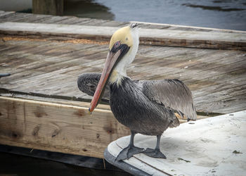 Pelican perching on edge of boat by the dock