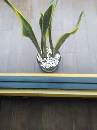 High angle view of potted plant on window