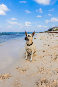 Dog on the beach