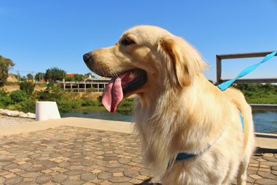 Close-up of a dog looking away