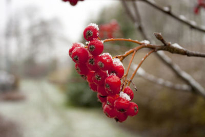 Close-up of red berries on tree