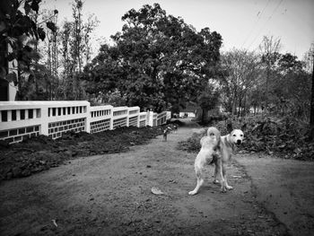 Dog by trees