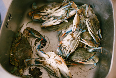 High angle view of fish in plate