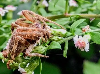 Close-up of snake on plant