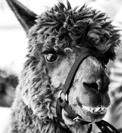 Close-up portrait of a horse