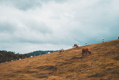 View of a cow on landscape