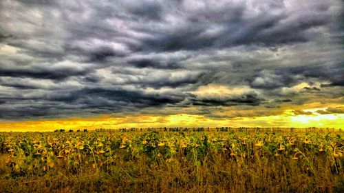 Scenic view of field against cloudy sky