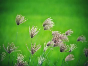 Close-up of flowering plant on field