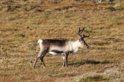 Side view of reindeer on field