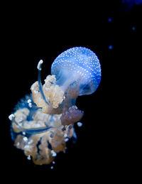 Close-up of jellyfish swimming in sea