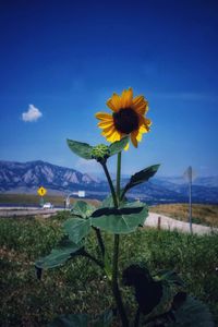 Close-up of sunflower against sky