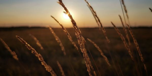 Close-up of straw in field against sunset