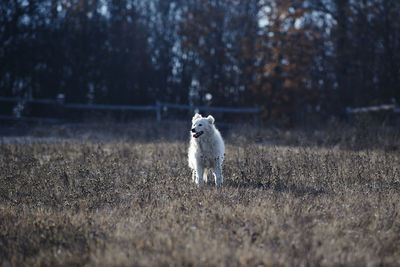 White dog on field against trees