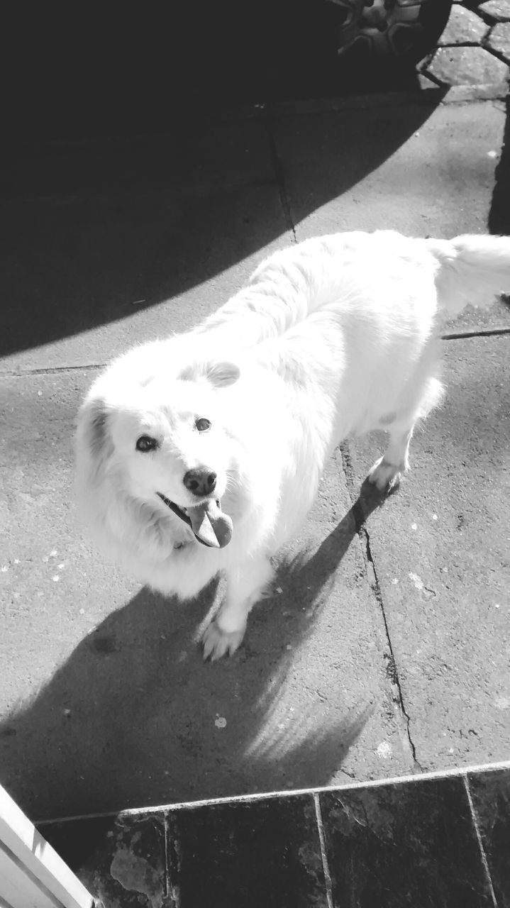 animal themes, one animal, high angle view, pets, street, domestic animals, dog, full length, sunlight, mammal, shadow, sidewalk, bird, outdoors, day, road, portrait, wildlife, sitting, looking at camera