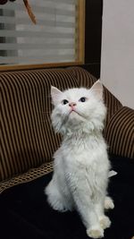 Portrait of white cat sitting on floor at home