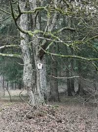 Trees growing in forest