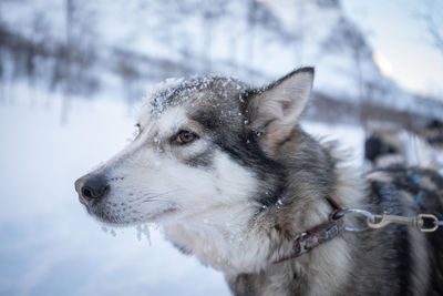 Sled pulling dog head portrait with snow. medium shot.