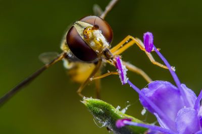 Close-up of insect on purple flower