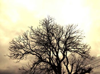 Low angle view of bare trees against sky