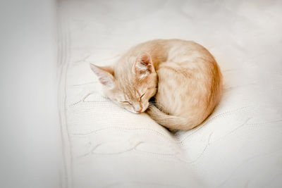 Small ginger kitten sleeps curled up in a ball on a white blanket pet, sleeping kitten indoors