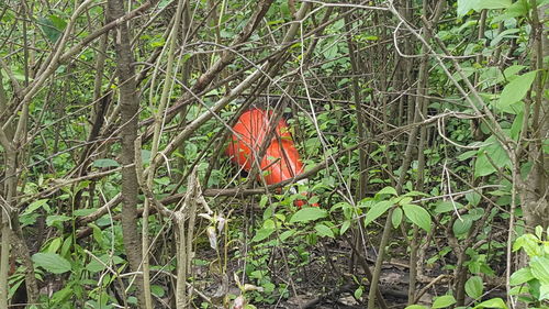 Close-up of plants on field