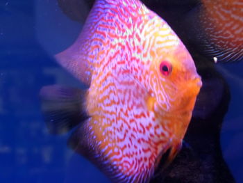 Close-up of fish in aquarium