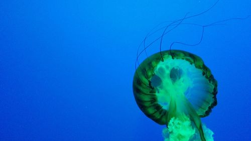 Close-up of jellyfish swimming in sea