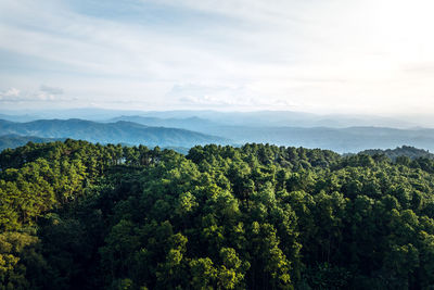 Scenic view of forest against sky