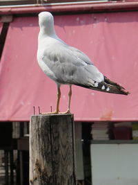 Close-up of seagull perching on wooden post